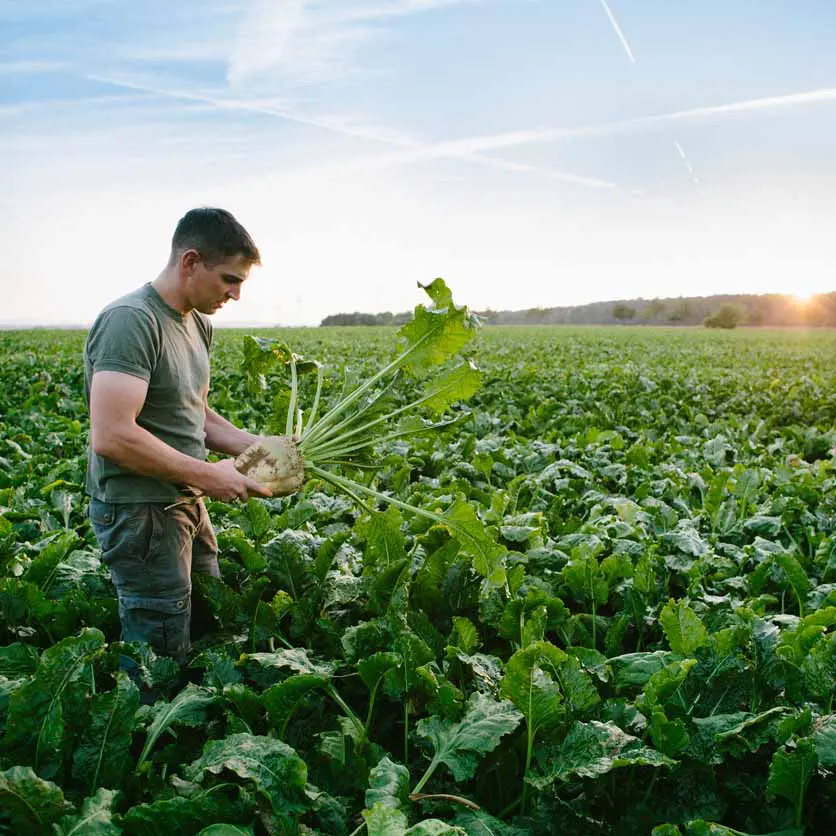 harvesting farmer stands in his field
